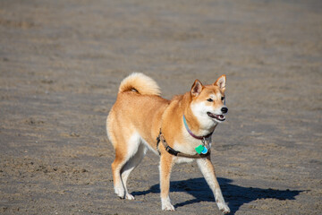 Shiba inu dog sitting playing and swimming at the beach