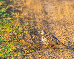 A Spotted Dove searching food