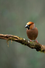 applefinch