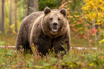 Big brown bear in the forest scenery