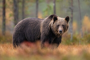 Naklejka na ściany i meble Brown bear in the forest scenery