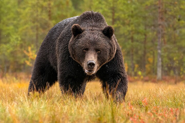 Obraz na płótnie Canvas Brown bear powerful pose with forest background