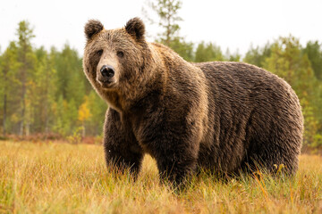 Adult male brown bear closeup in the bog