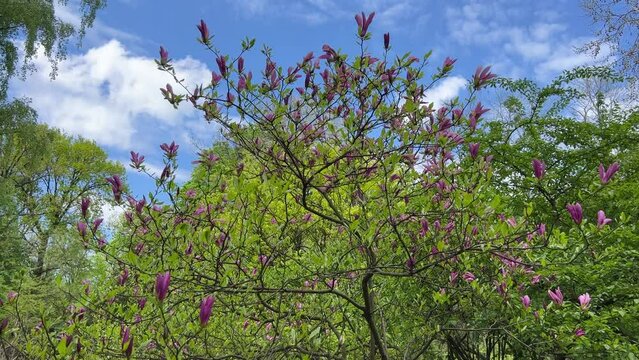 Magnolia purple pink flowers and fresh green foliage in the wind.