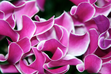 Close-up of cyclamen flowers - Winter garden - Duthie Park - Aberdeen - Grampian - Scotland - UK
