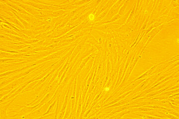 Confluent monolayer of animal cells growing on a plastic dish