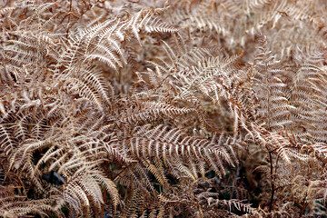 Detail of dried fern - Balmoral estate - Royal deeside - Scotland - UK - obrazy, fototapety, plakaty