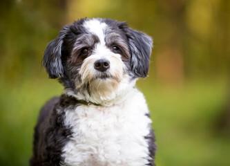A black and white Shih Tzu x Poodle mixed breed dog looking at the camera