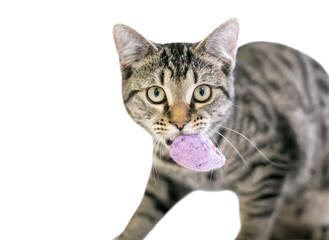 Fototapeta na wymiar A young tabby domestic shorthair cat carrying a stuffed toy mouse in its mouth