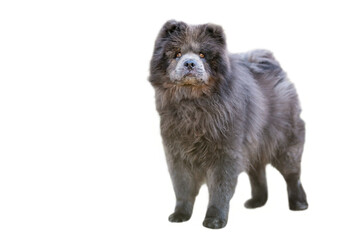 A purebred Chow Chow dog standing outdoors and looking at the camera