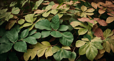 Green leaves in nature outdoors