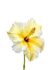 Fototapeta na wymiar Radiant Yellow Hibiscus Blooms on Transparent Background