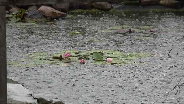 Regen f&auml;llt ein einen Teich mit Seerosen und Fischen