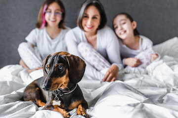 latin family of women, mother and daughter laughing, playing with dog dachshund on bed at home in...