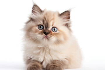 Himalayan Kitten On White Background. Generative AI