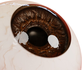 Human eye close-up. Realistic human eyeball with brown iris, supermacro. 3Drender, Transparent background, PNG file