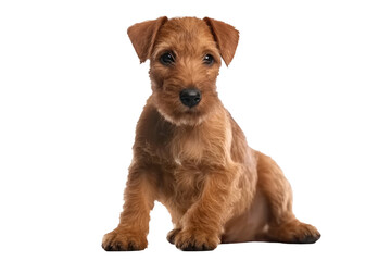 Irish Terrier Dog Puppy, Full Body. Isolated On A Transparent Background, Png. Generative AI