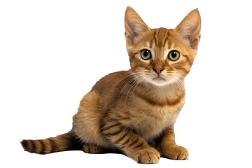 Obraz premium Havana Brown Kitten, Full Body. Isolated On A Transparent Background, Png. Generative AI
