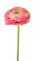 Beautiful fresh ranunculus, pink buttercup flower