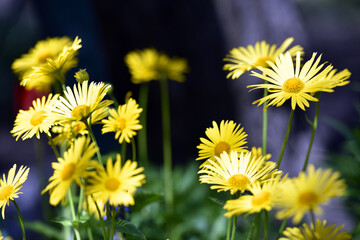 beautiful delicate yellow chamomile flowers, on a green background. large flower of field daisy. yellow flowers on the flowerbed. floral background. yellow chamomile in spring or summer, in the sun.