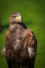 close up of a falcon