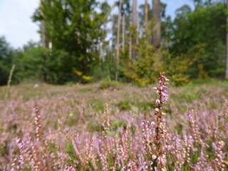 Calluna vulgaris, common heather, ling, or simply heather in the forest.