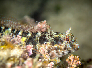 Blenny Fish Mediterranean