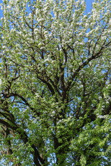 tree in spring