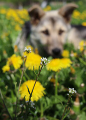 dog and flower