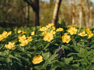 Fototapeta premium Spring flower. Yellow wild flowers. A beautiful yellow plant in the forest. Colorful natural background and old autumn tree leaves. The first spring plants and flowers.