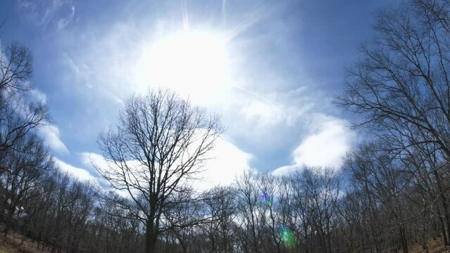 Bare Trees with white clouds and blue sky time lapse
