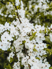 In spring nature. First green leaves, white plum blossoms. Spring blooms with soft white flowers