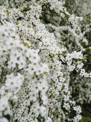 In spring nature. First green leaves, white plum blossoms. Spring blooms with soft white flowers