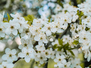 In spring nature. First green leaves, white plum blossoms. Spring blooms with soft white flowers