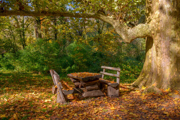 Empty wooden bench under a tree in autumn landscape / city park with orange leaves on the branches, a street bench in autumn forest landscape, alley. Concept of weekend in the city park for relaxation