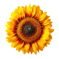 isolated Giant Sunflowers, with leaves and stock, Garden-themed, photorealistic illustrations on a transparent background cutout in PNG. Generative AI