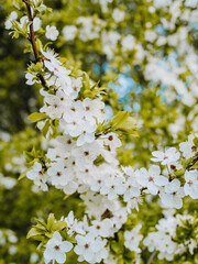 In spring nature. First green leaves, white plum blossoms. Spring blooms with soft white flowers