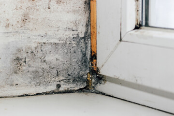 A blackened blooming fungus in the corner of the window.