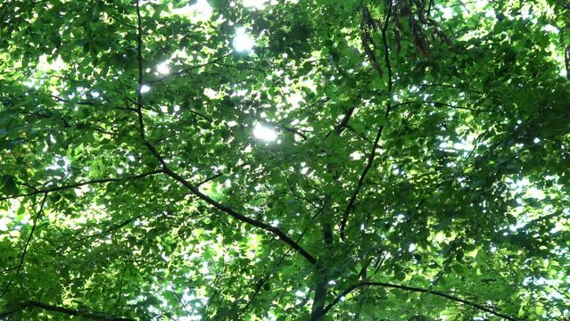 ein sch&ouml;ne Wald im Fr&uuml;hling, zwischen den Bl&auml;ttern scheint die Sonne durch
