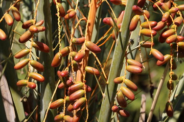 Fruits of Phoenix canariensis, Sicily Italy