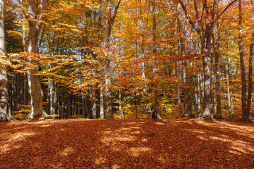 Autumn beech forest with sun rays among yellow leaves. Golden bright mystical mysterious landscape with fabulous trees. A journey through the forest. Beauty of nature. Natural background for design