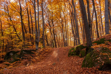 Autumn beech forest with sun rays among yellow leaves. Golden bright mystical mysterious landscape with fabulous trees. A journey through the forest. Beauty of nature. Natural background for design