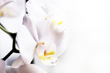 Fototapeta na wymiar Branch of blooming white orchid close-up, phalaenopsis..