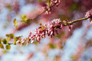 Fiori di primavera