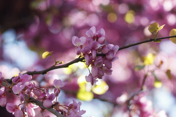 Fiori di primavera