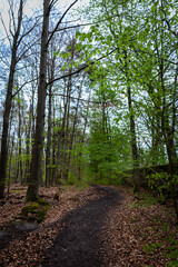 Waldspatziergang