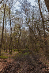 Fototapeta na wymiar Forstweg in den Urwald