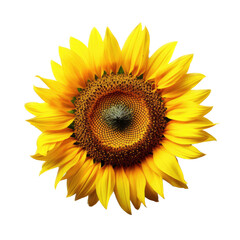 Fototapeta premium isolated Giant Sunflowers, with leaves and stock, Garden-themed, photorealistic illustrations on a transparent background cutout in PNG. Generative AI