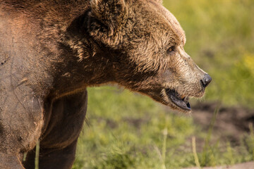Fototapeta premium The brown bear is a large bear species found across Eurasia and North America. 