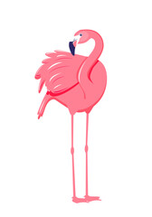 Pink flamingo vector illustration isolated on white background.